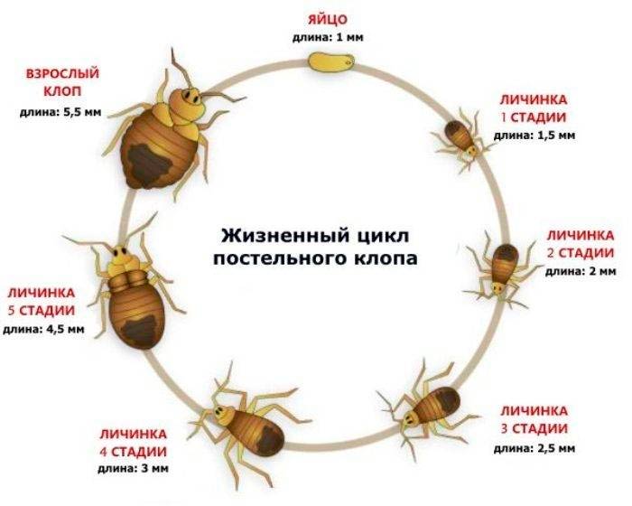 Биология 8 класс учебник Пасечник страница 120. 2023 год Биология 8 класс учебник Пасечник страница 120. 2023 год