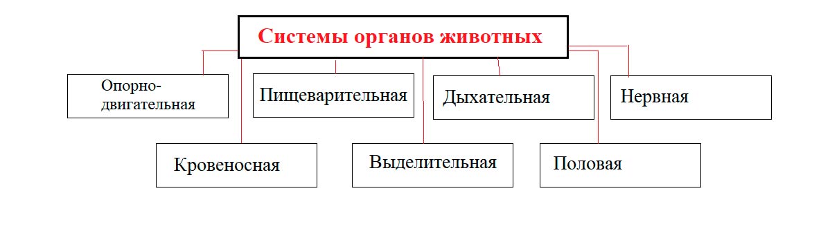 Биология 8 класс учебник Пасечник страница 128. 2023 год Биология 8 класс учебник Пасечник страница 128. 2023 год