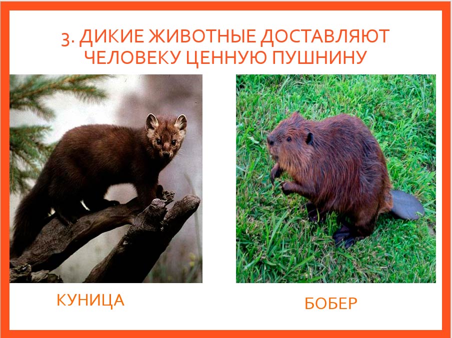  Биология 8 класс учебник Пасечник страница 218. 2023 год