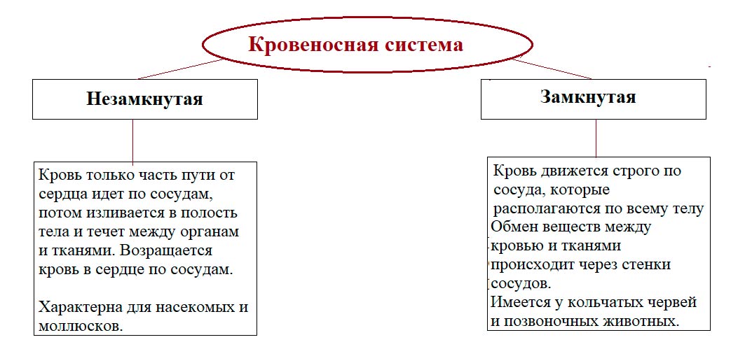 Биология 8 класс учебник Пасечник страница 35. 2023 год Биология 8 класс учебник Пасечник страница 35. 2023 год