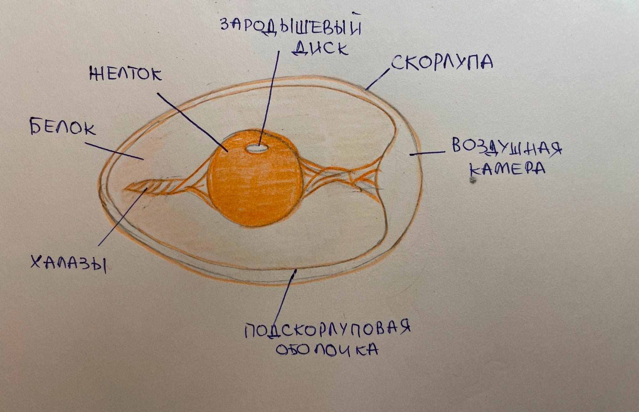 Биология 8 класс учебник Пасечник страница 54. 2023 год Биология 8 класс учебник Пасечник страница 54. 2023 год