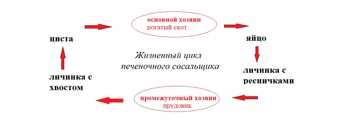 Биология 8 класс учебник Пасечник страница 89. 2023 год Биология 8 класс учебник Пасечник страница 89. 2023 год