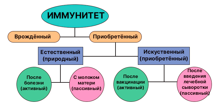 Биология учебник 9 класс. 2023 год. Авторы: Пасечник В. В., Суматохин С. В., страница 107.