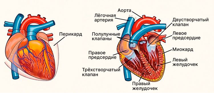 Биология учебник 9 класс. 2023 год. Авторы: Пасечник В. В., Суматохин С. В., страница 112.