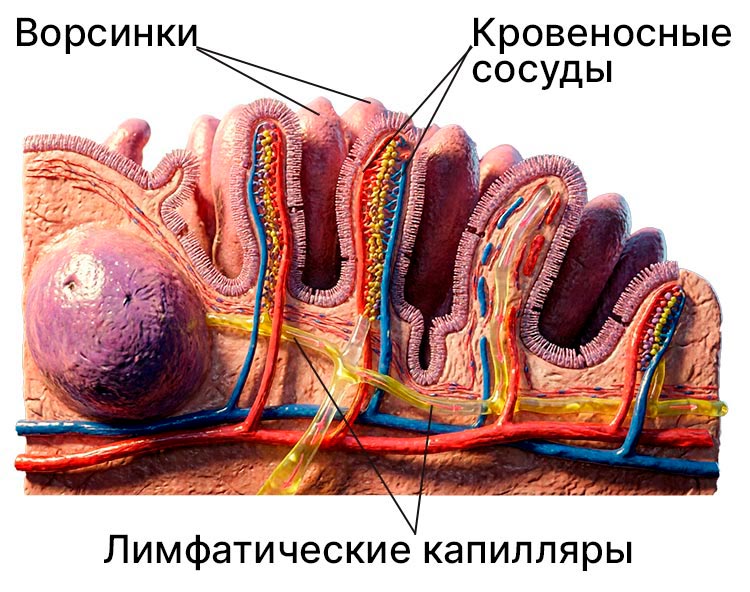 Биология учебник 9 класс. 2023 год. Авторы: Пасечник В. В., Суматохин С. В., страница 152.