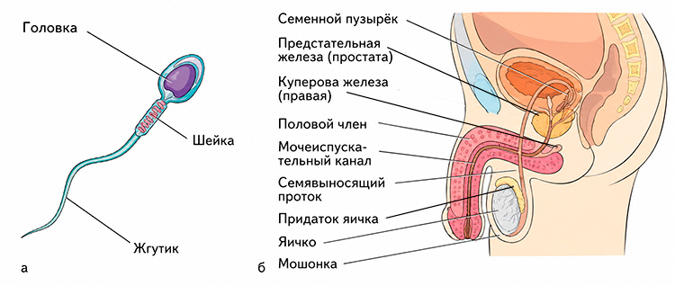 Биология учебник 9 класс. 2023 год. Авторы: Пасечник В. В., Суматохин С. В., страница 200.