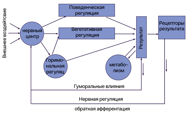Биология учебник 9 класс. 2023 год. Авторы: Пасечник В. В., Суматохин С. В., страница 237.