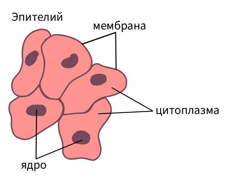 Биология учебник 9 класс. 2023 год. Авторы: Пасечник В. В., Суматохин С. В., страница 32.