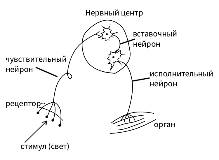 Биология учебник 9 класс. 2023 год. Авторы: Пасечник В. В., Суматохин С. В., страница 49.