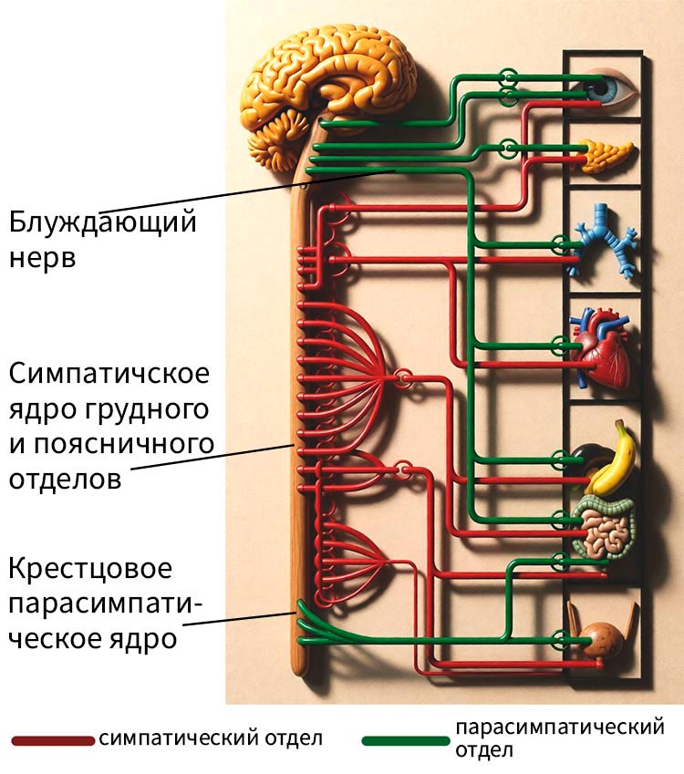 Биология учебник 9 класс. 2023 год. Авторы: Пасечник В. В., Суматохин С. В., страница 60.