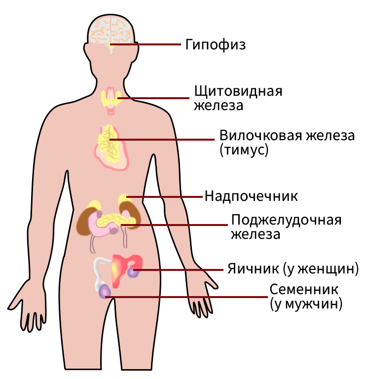 Биология учебник 9 класс. 2023 год. Авторы: Пасечник В. В., Суматохин С. В., страница 66.