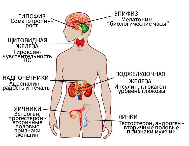 Биология учебник 9 класс. 2023 год. Авторы: Пасечник В. В., Суматохин С. В., страница 69.