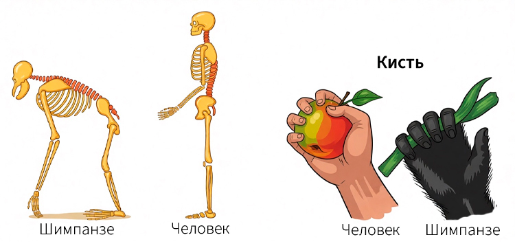 Биология учебник 9 класс. 2023 год. Авторы: Пасечник В. В., Суматохин С. В., страница 9.