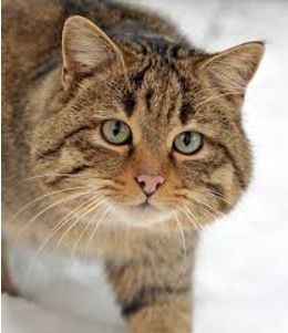  Учебник Вербицкая 2 часть. Английский язык 3 класс.