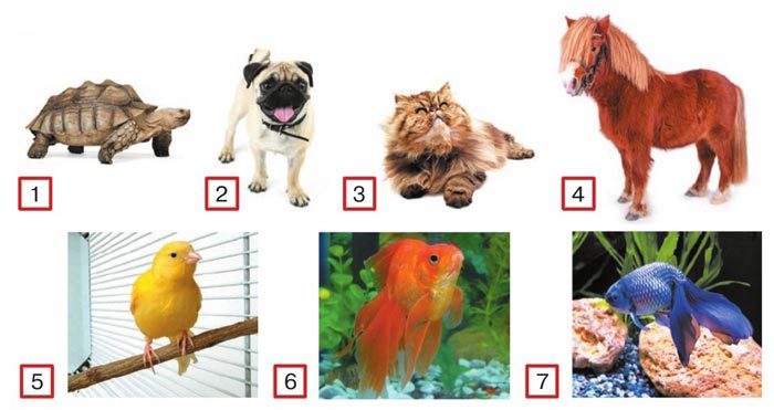 Картинка из учебника по английскому языку 4 класс, страница 31 номер 6. Афанасьева, Михеева. 1 часть. 2021 год