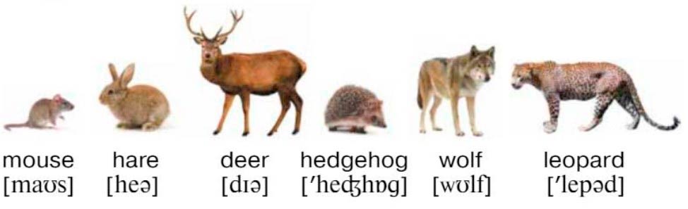 Картинка из учебника Dialogue по английскому языку 4 класс, страница 102 номер 2. Афанасьева, Михеева. 2 часть. 2021 год