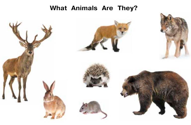 Картинка из учебника Dialogue по английскому языку 4 класс, страница 105 номер 1. Афанасьева, Михеева. 2 часть. 2021 год