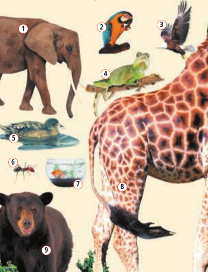 Английский язык 5 класс учебник Баранова, Дули страница 50, номер 1. Год 2023.