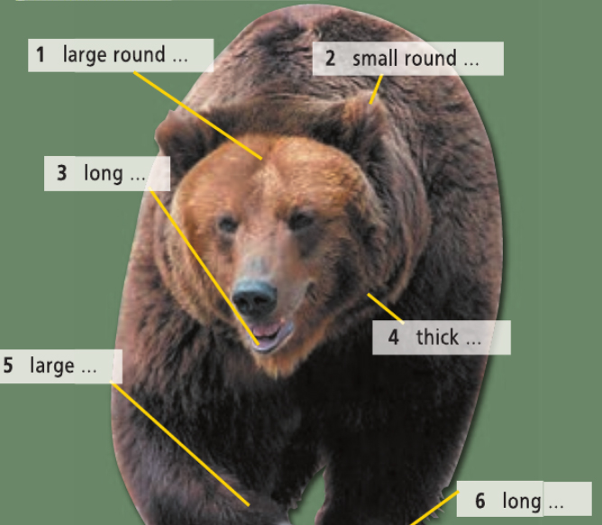Английский язык 5
класс учебник Баранова, Дули страница 60, номер 3. Год 2023.