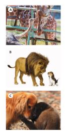 Учебник Костюк, Колоницкая 1 часть. Английский язык 5 класс страница 56, номер 1.