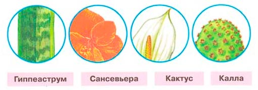 Рабочая тетрадь 1 часть. 1 класс - Окружающий мир. Плешаков. Страница 14. Номер 2 окружающий мир 1 класс рабочая тетрадь 1 часть Плешаков страница 14. Номер 2
