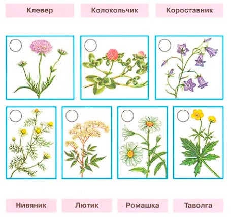 Рабочая тетрадь 2 часть. 1 класс - Окружающий мир. Плешаков. Страница 28. Номер 1(2024 год) окружающий мир 1 класс рабочая тетрадь 2 часть Плешаков страница 28. Номер 1(2024 год)