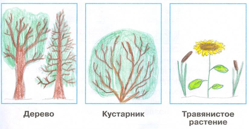 2 класс рабочая тетрадь. Окружающий мир. Плешаков. Страница 30, номер 1. 1 часть, 2024 год