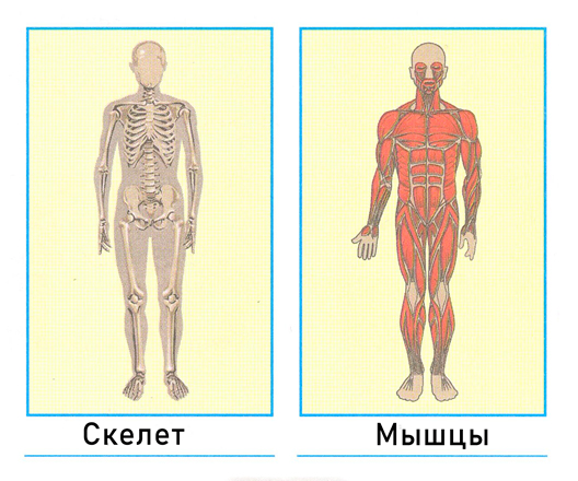 Рабочая тетрадь Плешаков 1 часть. Окружающий мир 3 класс, страница 62, 2024 год, номер 1. ГДЗ по окружающему миру 3 класс рабочая тетрадь Плешаков, страница 62, номер 1