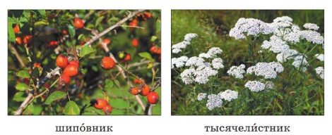 Учебник по русскому языку 3 класс. Александрова, Вербицкая. Страница 49. Номер 8. 2023 год. Учебник по русскому языку 3 класс. Александрова, страница 49, номер 8, 2023 год.